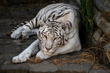 Bengal tiger lying on rocky surface in the forest looking at the camera