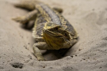 Closeup shot of a cute agama lizard crawling in the sand