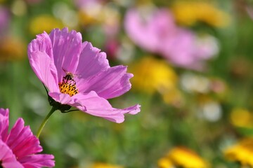 Closeup shot of a beautiful purple garden cosmos flower, Cosmos bipinnatus