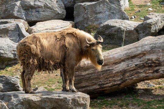 Sichuan takin animal standing on stones with falling tree trunks in the forest with sunlight