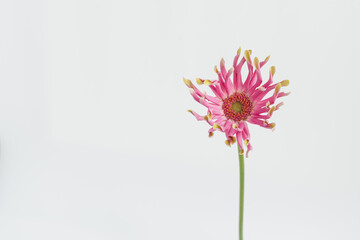 Pink gerber flower on white background. Minimal stylish still life floral composition