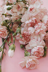 Pink carnation flowers bouquet on pink background