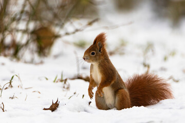 Naklejka na ściany i meble Red squirrel (Sciurus vulgaris) in its natural habitat in the forest where there is already snow. The squirrel is stocking up on nuts for the winter