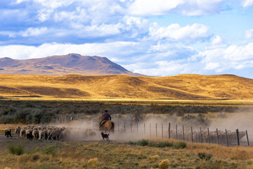 Gauchos and herd of sheep in a rural scenic panorama landscape - obrazy, fototapety, plakaty