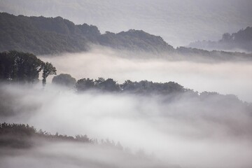 Beautiful view of a foggy forest