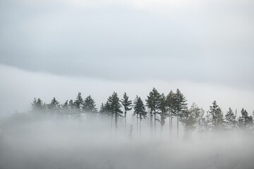 Beautiful view of a foggy forest