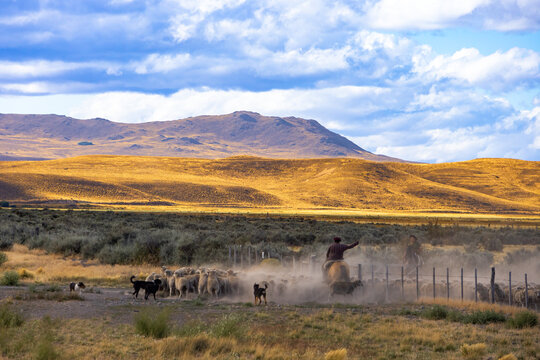 Gauchos and herd of sheep in a rural scenic panorama landscape