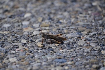 Closeup view of a grasshopper sitting on small rocks in daylight