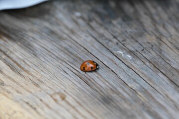 Closeup shot of a small ladybug walking on a wooden surface in daylight