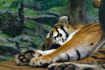 Fototapeta na wymiar Selective focus of a tiger sleeping mid day at the Toronto zoo