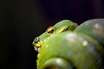 Selective focus of green tree python against a dark background