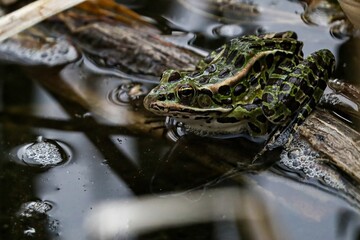 Selective focus of a Northern leopard frog in a puddle with blurred background