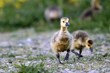 Selective focus of two goslings walking outdoors with grass blurred background
