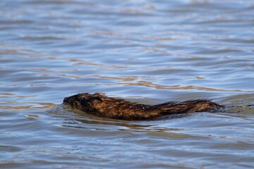 Selective focus of a muskrat swimming in water with back seen on the surface