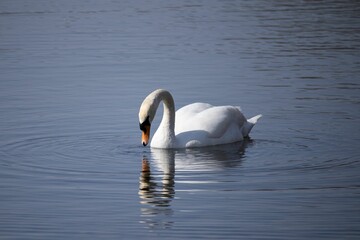 Male mute swan peacefully staring at the reflection in lake Ontario, Canada