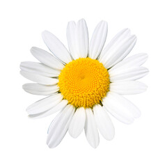 A single common daisy flower, cut out on a transparent background
