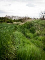 Beautiful fresh green grass in the wind
