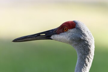 Closeup of a sandhill crane head