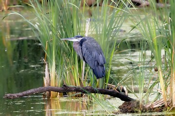 Beautiful shot of a grey blue heron on a branch of a tree over a lake