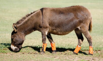 Brown donkey grazing in field