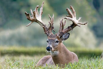 Deer with big horns sitting in grass © Raustudio/Wirestock Creators