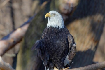 Closeup shot of a Bald Eagle with a yellow beak perched on a branch in a wildlife park