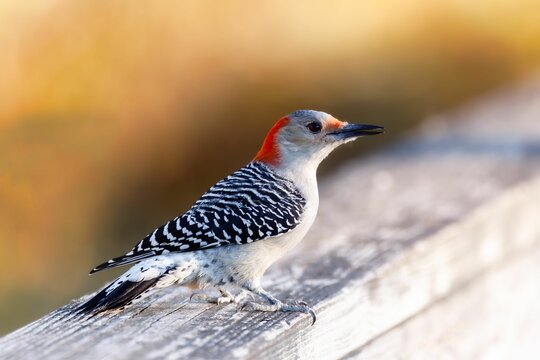 Close-up shot of a Red-bellied woodpecker on a wooden panel with a blurred background