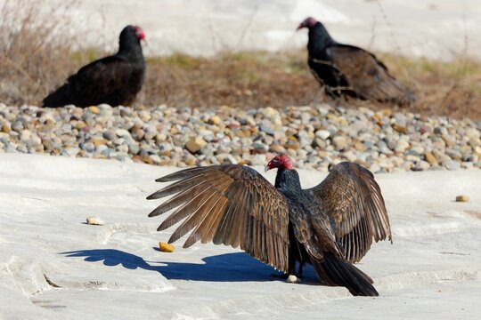 Group of turkey vultures perched on a rocky field