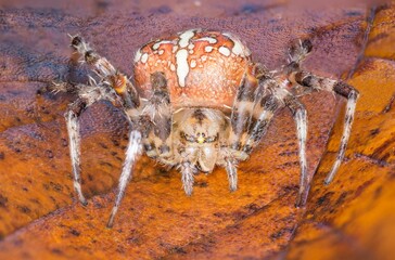 Closeup of a scary Angulate orb weaver