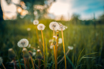 Inspirational nature closeup. Sunset floral meadow field beautiful bokeh blurred lush foliage. Freedom to Wish concept, peaceful bright sunlight spring colors. Warm golden green summer field landscape