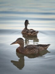 Vertical shot of two cute ducks swimming in the waters of a lake on the blurred background