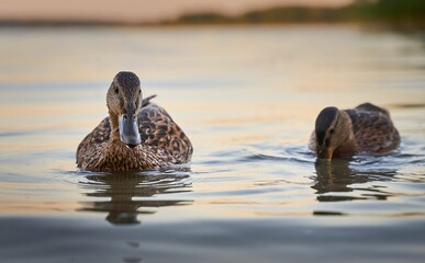 Cute ducks swimming in the waters of a lake on the blurred background