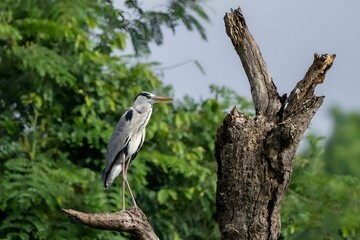 Grey heron bird (Ardea cinerea) perching on a tree branch