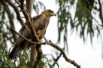Profile low-angle view of a black kite (Milvus migrans) perching on the branch of a tree