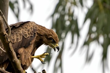 Profile low-angle view of an angry black kite (Milvus migrans) perching on the branch of a tree
