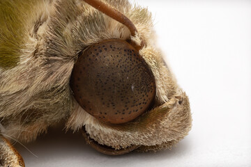 Macro photography of head of Army Green Moth or Oleander Hawk-moth isolated on white background.