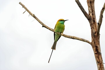 Asian green bee-eater (Merops orientalis) on a tree branch