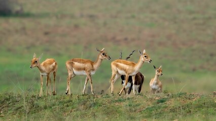 Group of blackbuck (Antilope cervicapra), also known as the Indian antelope in the field