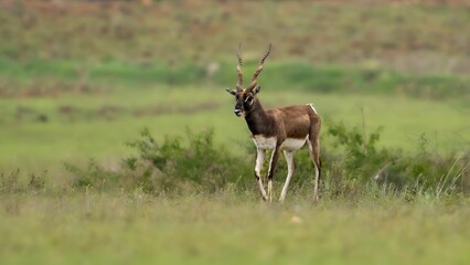 Naklejka na ściany i meble Blackbuck (Antilope cervicapra), also known as the Indian antelope in the field