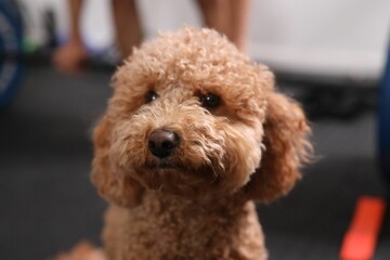 Portrait of adorable brown havapoo poodle on blurry background