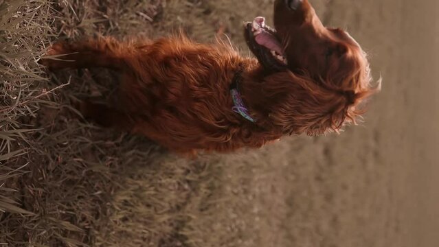 Happy Irish setter pet dog with his tongue out running walking in the forest. Orange golden green autumn fall concept. High quality FullHD footage