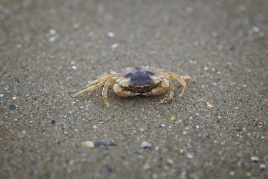 Closeup of a small yellow crab on a beach in the Wadden sea, Germany