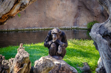 Endangered Captive Monkey Sitting On A Rock On The Grass At The Zoo. Wild Animals Care Concept