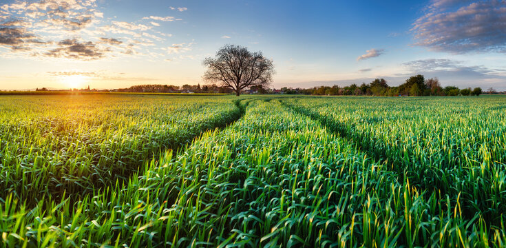 Green Wheat flied panorama with tree at sunset, rural countryside
