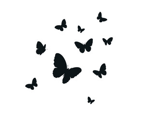 Fototapeta na wymiar black butterfly hand drawn design