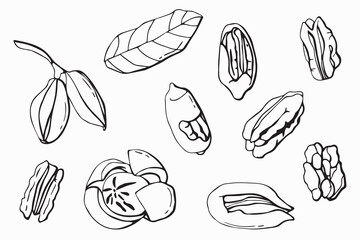 Pecan nuts set. line art. White background, isolate. vector illustration.