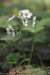 strawberry flowers