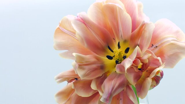 Flower opening close up, soft petals of beautiful tulip time lapse, nature background. Tulip spring flower macro shot, blooming pastel pink tulip Easter backdrop, romantic, tenderness concept. 