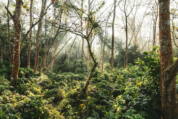 Obraz premium forest in the morning light