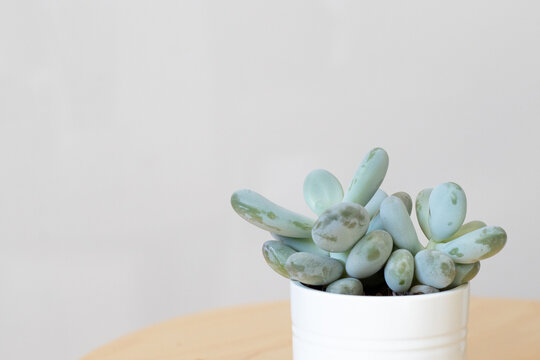 Succulente dans un pot blanc